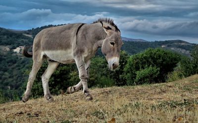 “The Miller His Son and the Donkey” – Lessons for Sales Professionals